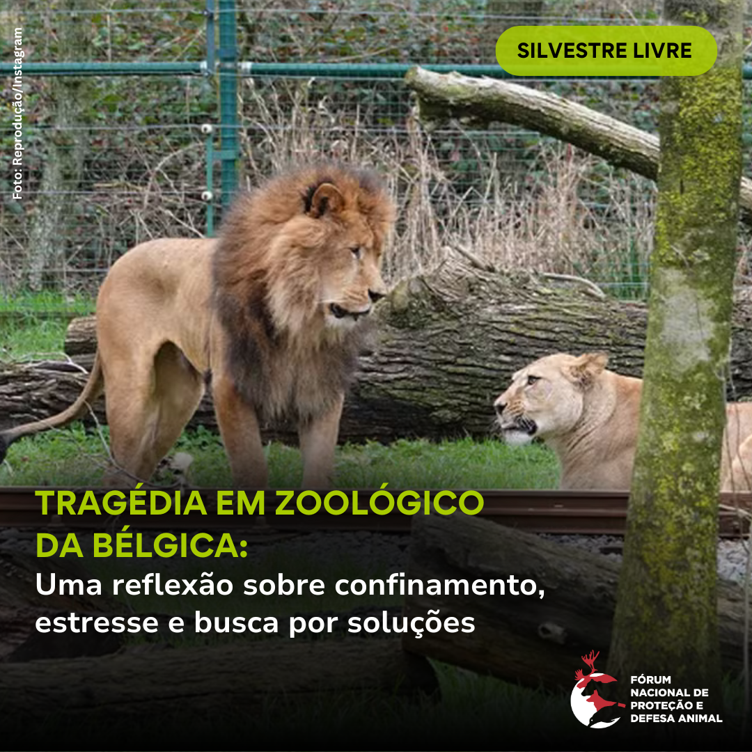 Tragédia em zoológico da Bélgica: uma reflexão sobre confinamento, estresse e busca por soluções