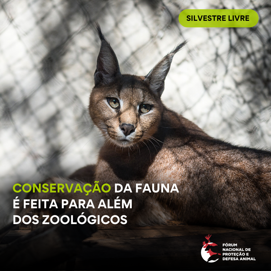 Conservação da fauna é feita para além dos zoológicos