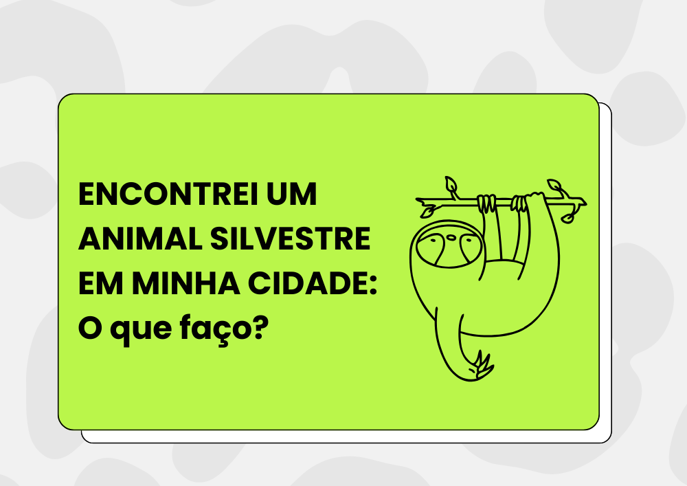 O que fazer quando encontrar um animal silvestre machucado?