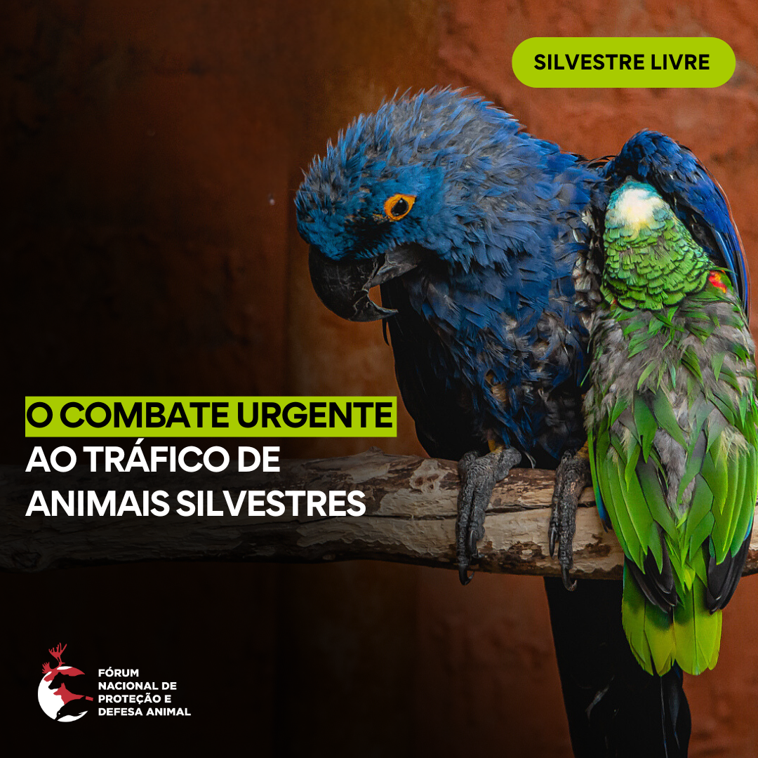 Tráfico de silvestres é tema urgente