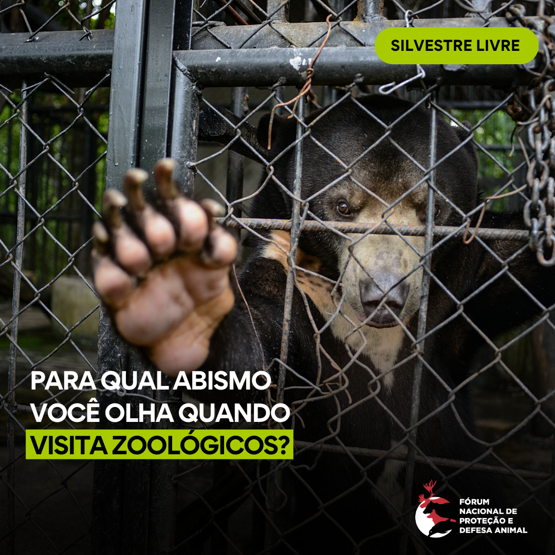 Para qual abismo você olha quando visita zoológicos?