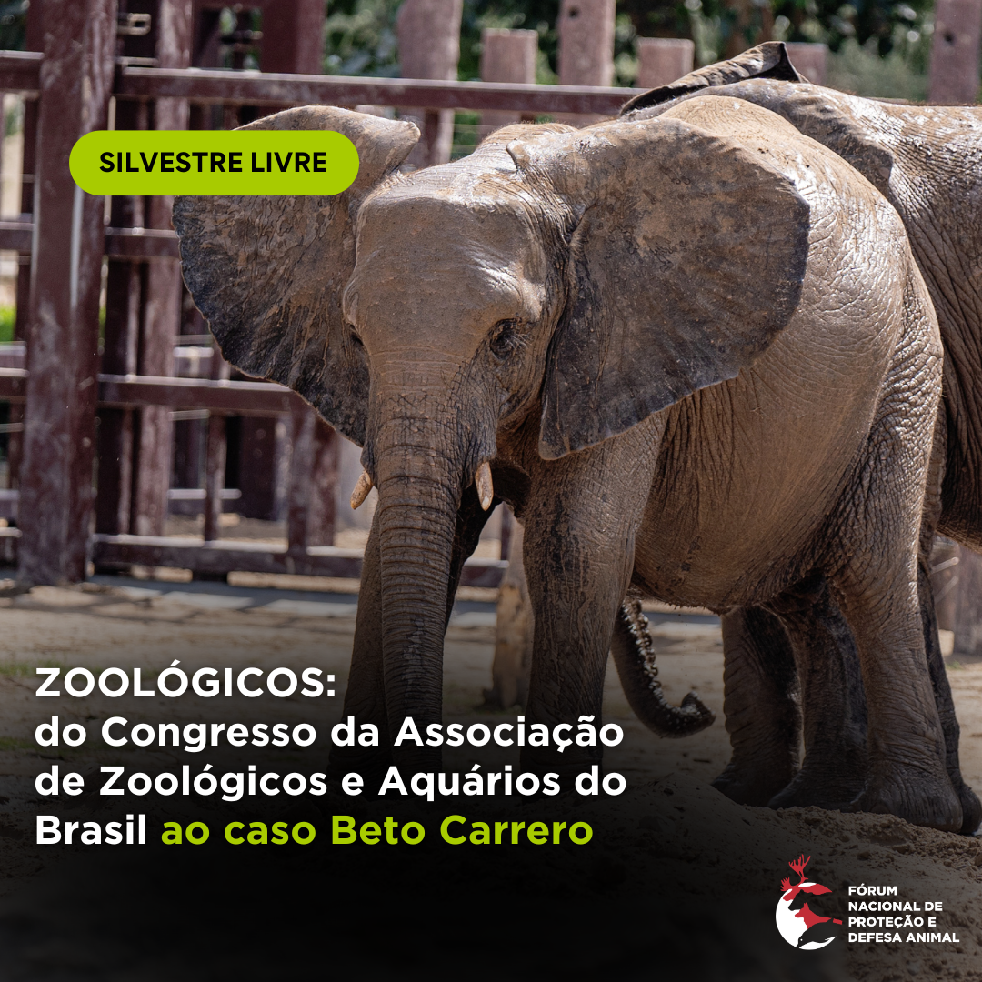 Zoológicos: da AZAB ao caso Beto Carrero