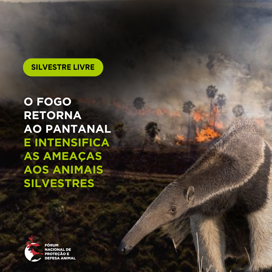 O Fogo retorna ao Pantanal e intensifica as ameaças aos animais silvestres