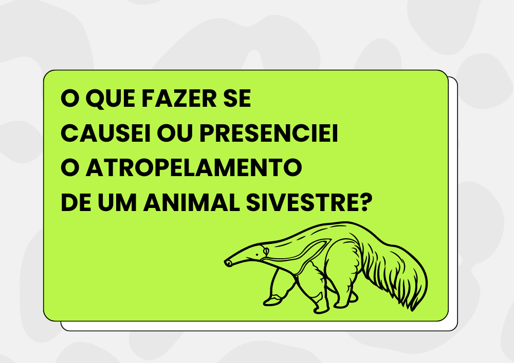 O que fazer se causei ou presenciei o atropelamento de um animal silvestre?