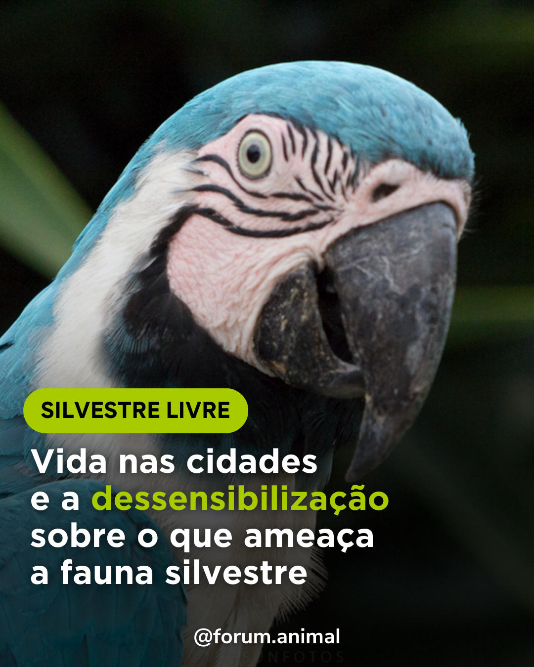 Vida nas cidades e a dessensibilização sobre o que ameaça a fauna silvestre