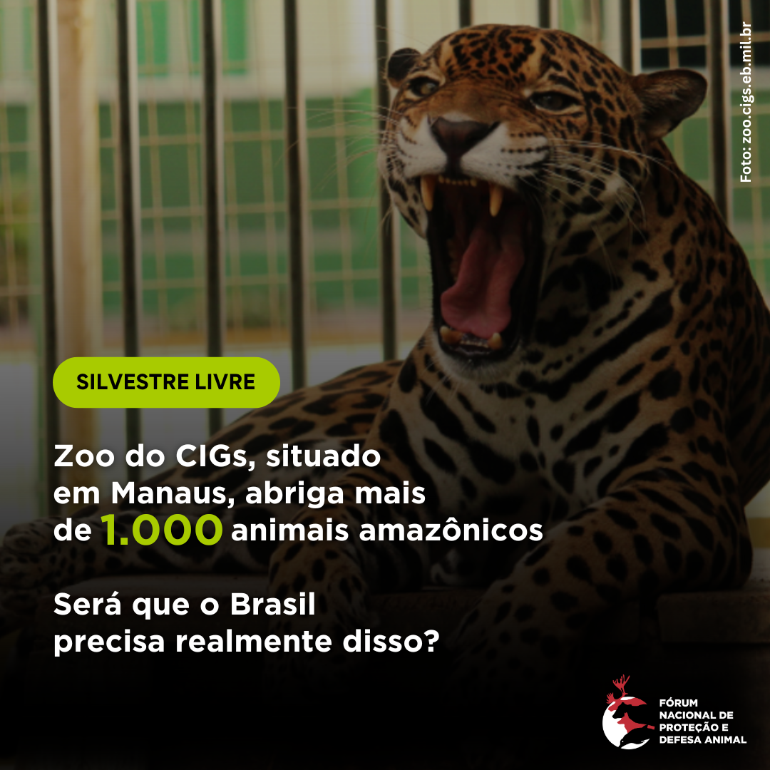 Zoo do CIGs, situado em Manaus, abriga mais de 1.000 animais amazônicos. Será que o Brasil precisa realmente disso? 