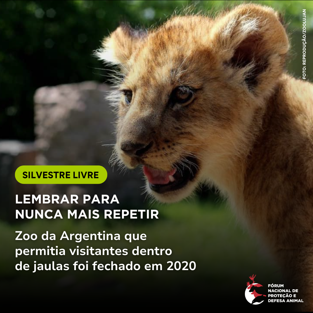 Lembrar para nunca mais repetir: o Zoo da Argentina que permitia visitantes dentro de jaulas foi fechado em 2020