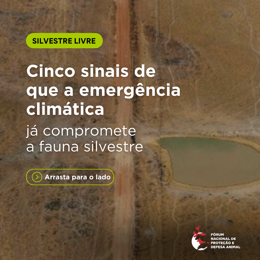 Cinco sinais de que emergência climática já compromete a fauna silvestre