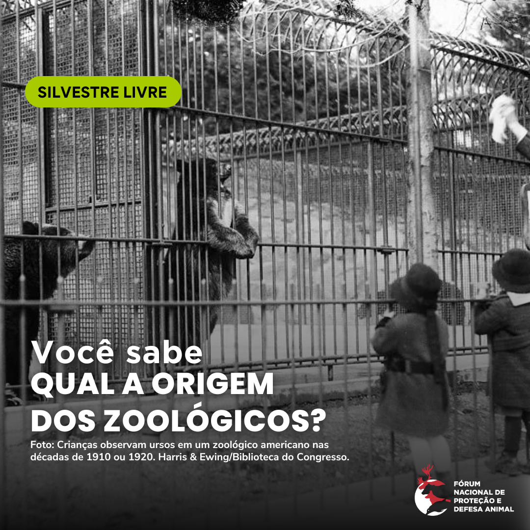 Você sabe qual a origem dos zoológicos? 