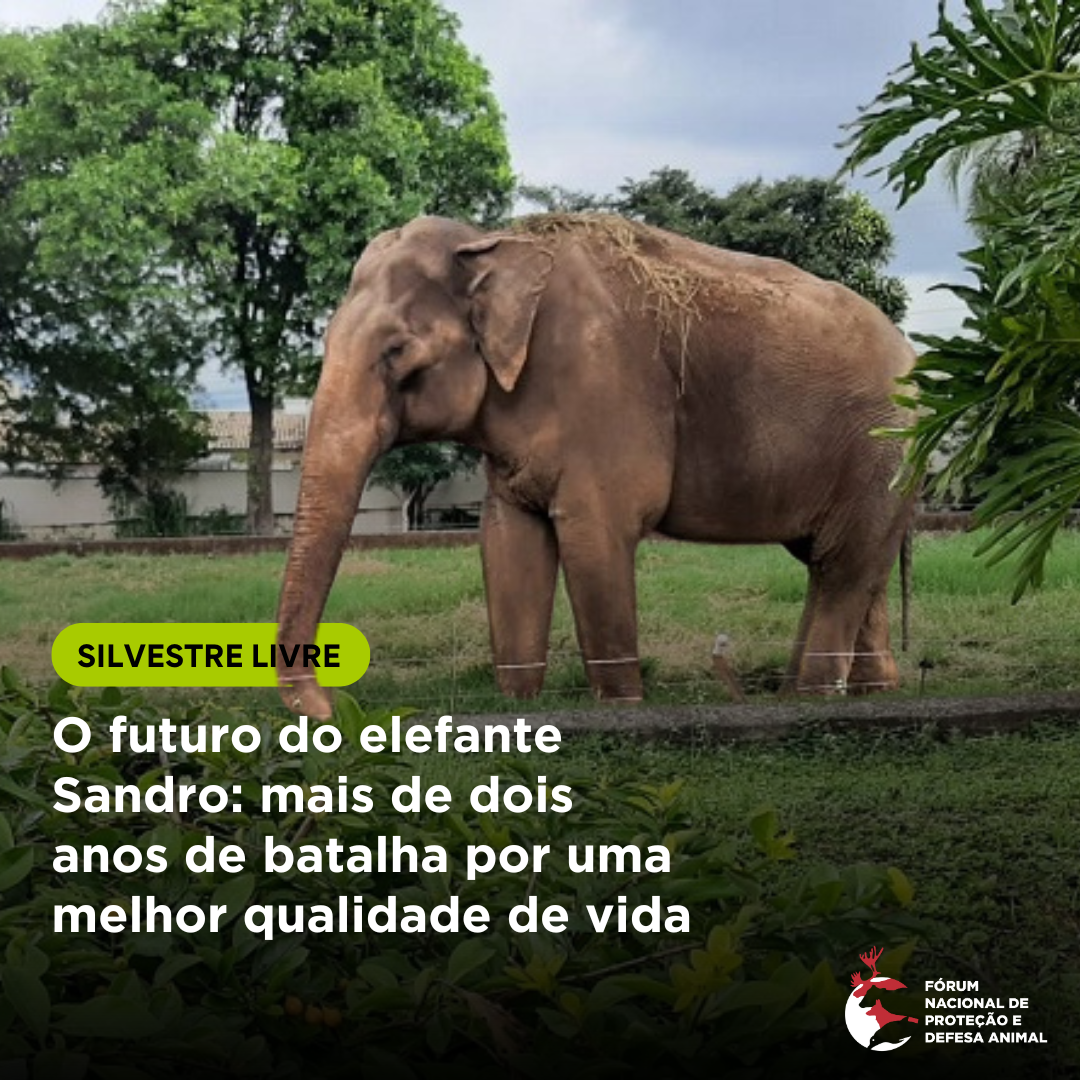 O futuro do elefante Sandro: mais de dois anos de batalha por uma melhor qualidade de vida