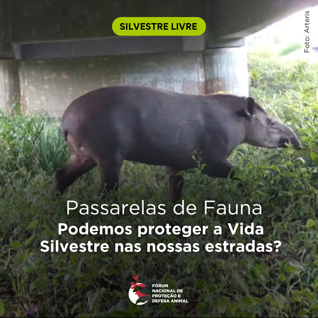 Passarelas de Fauna: podemos proteger a Vida Silvestre nas nossas estradas?